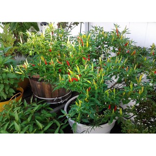 Hạt giống ớt chỉ thiên