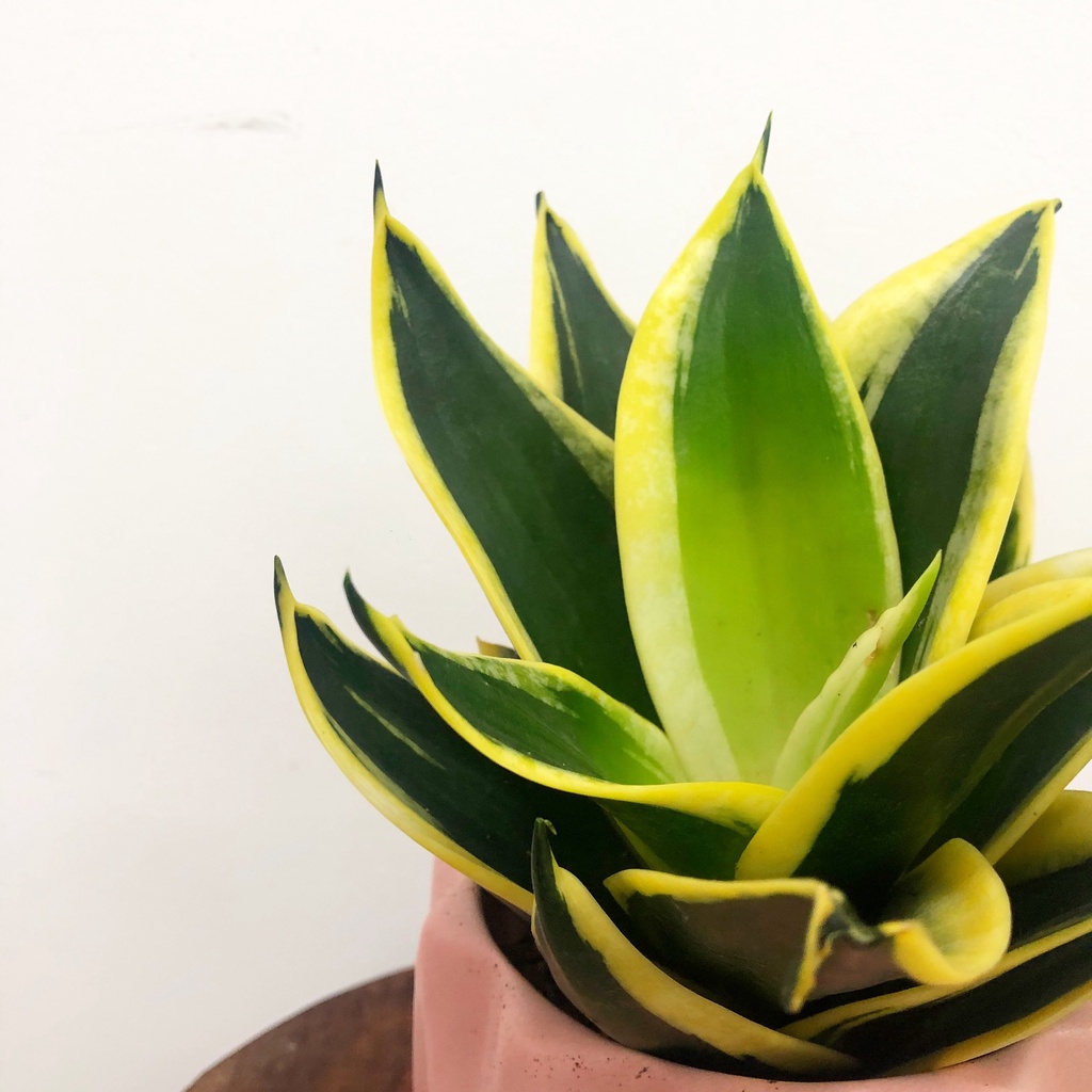 Cây lưỡi hổ Thái , cây phong thủy trồng trong nhà, cây cảnh mini để bàn trang trí nội thất văn phòng