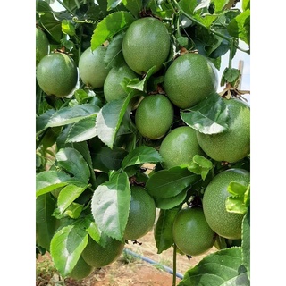 Đạm cá cô đặc DHgold