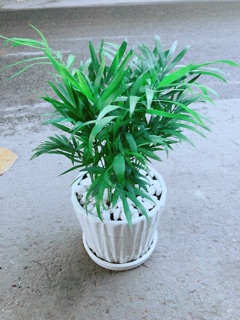 Chậu Cây Cau Tiểu Trâm