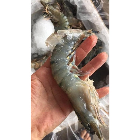Tôm sú lột SIZE TO 500gr   3M FOOD HS