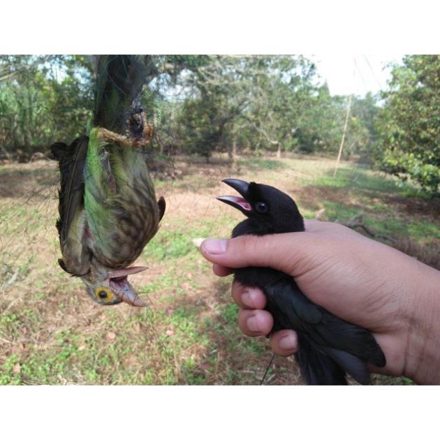 lưới bẫy chim tàng hình hàng thái lan bắt các loại chim chào mào,chim ri+chim trao trảo + khuyên v..v