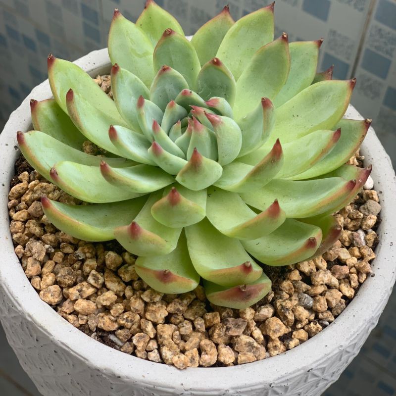 Đá Masato Trồng Sen Đá, Đá Sạch Bụi Túi 1 Kg Size 2-4mm/ 3-6mm