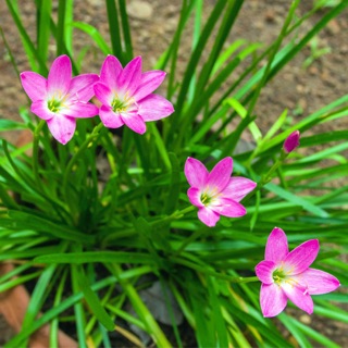 200 của hoa huệ mưa