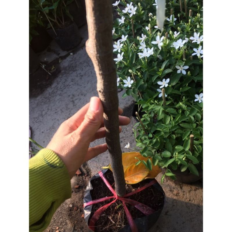 Cây mít thái siêu sớm