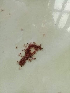 THUỐC DIỆT KIẾN GIÁN TẬN GỐC AN TOÀN HIỆU QUẢ