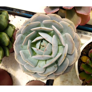 SEN ĐÁ ĐẤT TRẮNG SIZE LỚN - TẶNG 500gram ĐẤT TRỒNG SEN ĐÁ