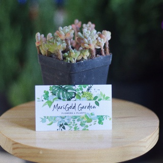 Sen đá trứng cá sen đá hạt gạo mốc sen đá đà lạt | marigold garden