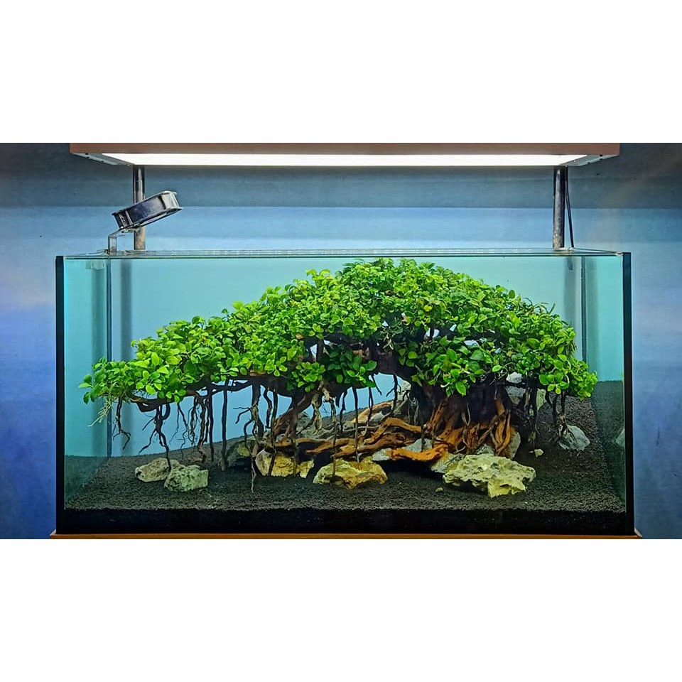 Ráy Nana Tàu Cây Thủy Sinh Gắn Đá Lũa Không Cần CO2