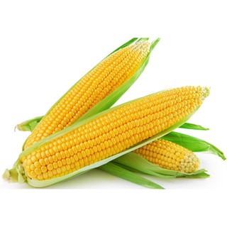 Hạt giống Ngô ngọt 20gr - Rau củ quả trồng tại vườn, sân thượng, nông trang, ban công