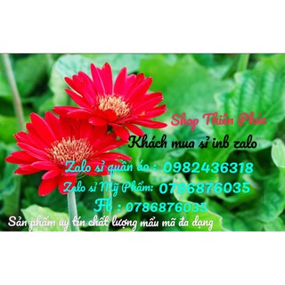 GEL LỘT MỤN THAN TRE TUÝP