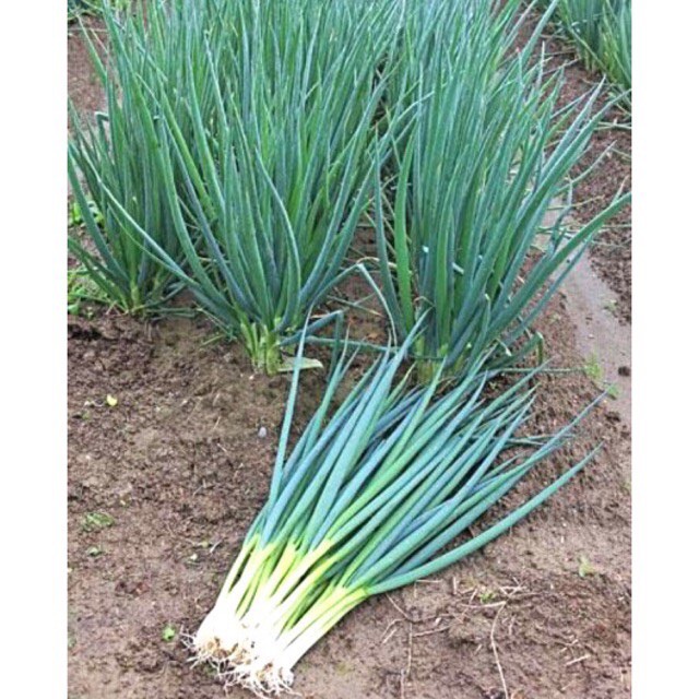 Hạt giống hành hương ( hành lá) gói 2g