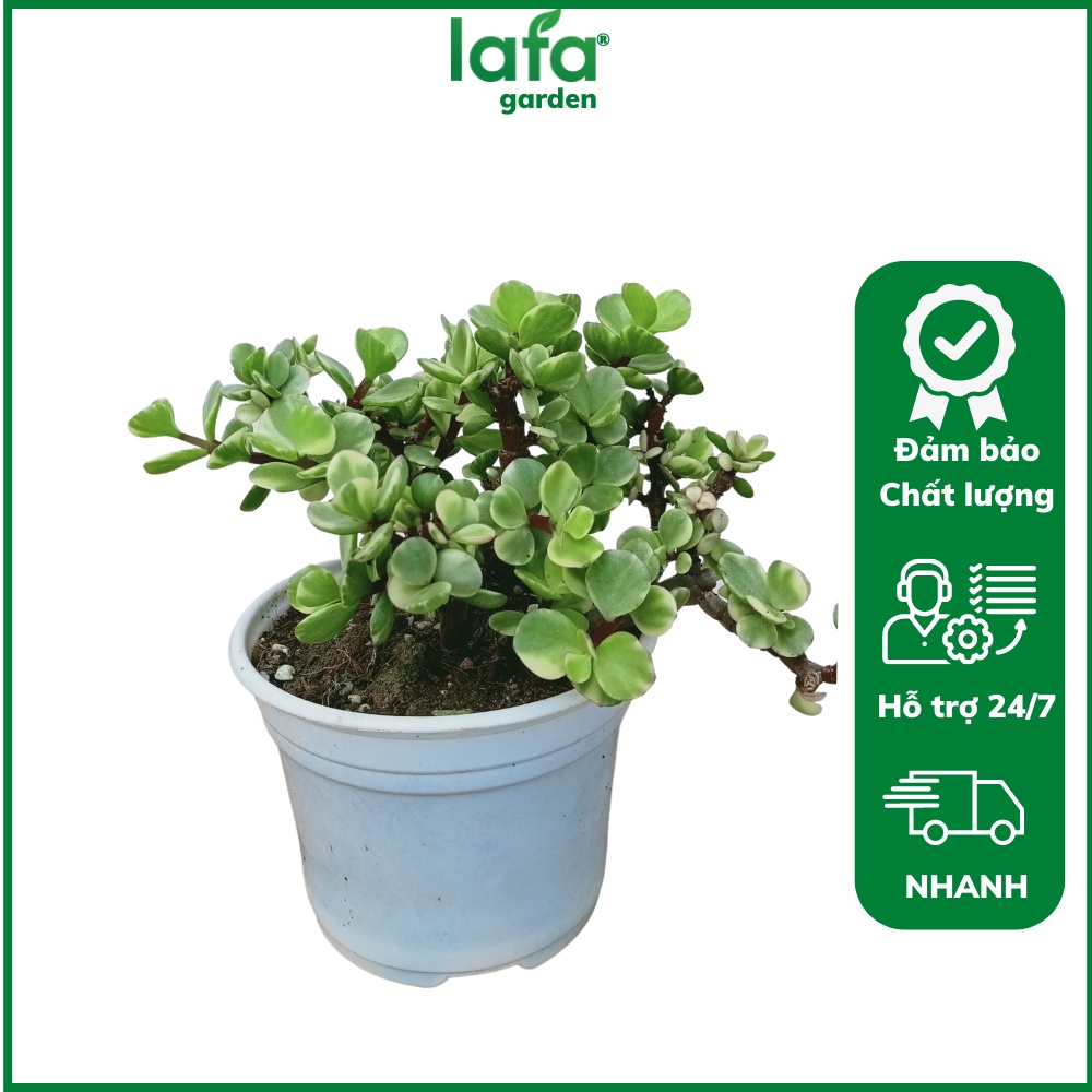 Sen đá Dola size trung, lá đỏ, chịu hạn tốt, cây sen đá quà tặng để bàn làm việc LAFA GARDEN