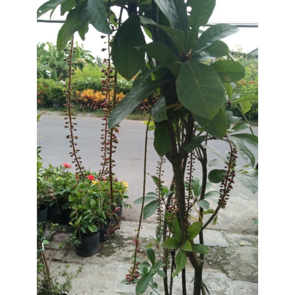 Cây 🌲 Lộc Vừng hoa đỏ lá nhỏ siêu hoa 1m6