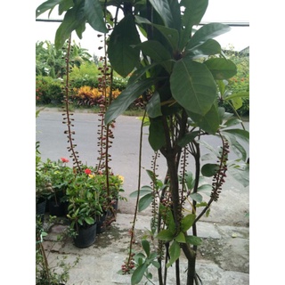Cây lộc vừng hoa đỏ .