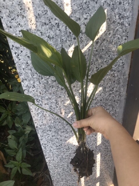 Cây bách thủy tiên/ cây Lan nước - cây giống
