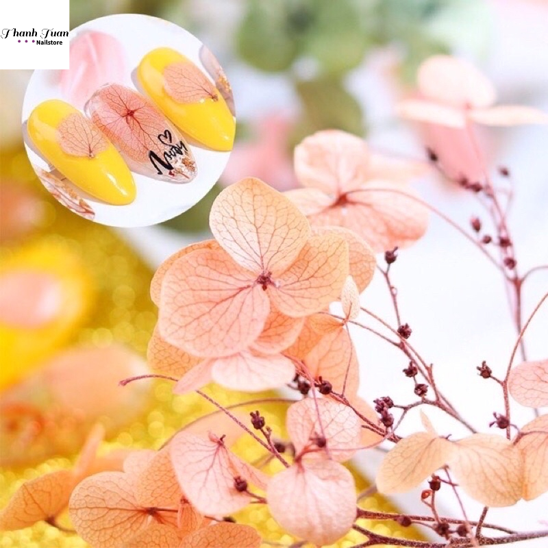 Set hoa khô nail 12 màu, hoa khô trang trí móng - Phụ kiện đồ nail