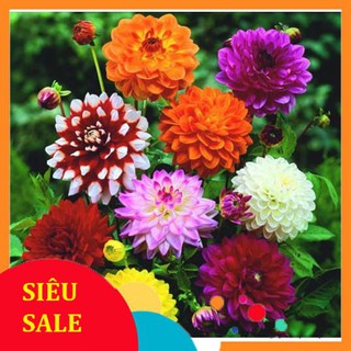 Hạt Giống Hoa Thược Dược Mix Nhiều Màu (50 Hạt) - [MUA 3 TẶNG 1 CÙNG LOẠI]