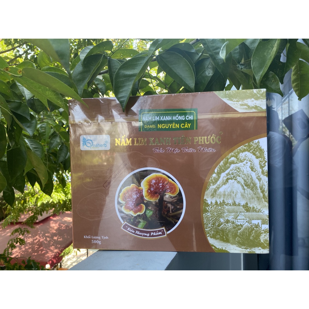 Nấm Lim Xanh nguyên cây 500 gram