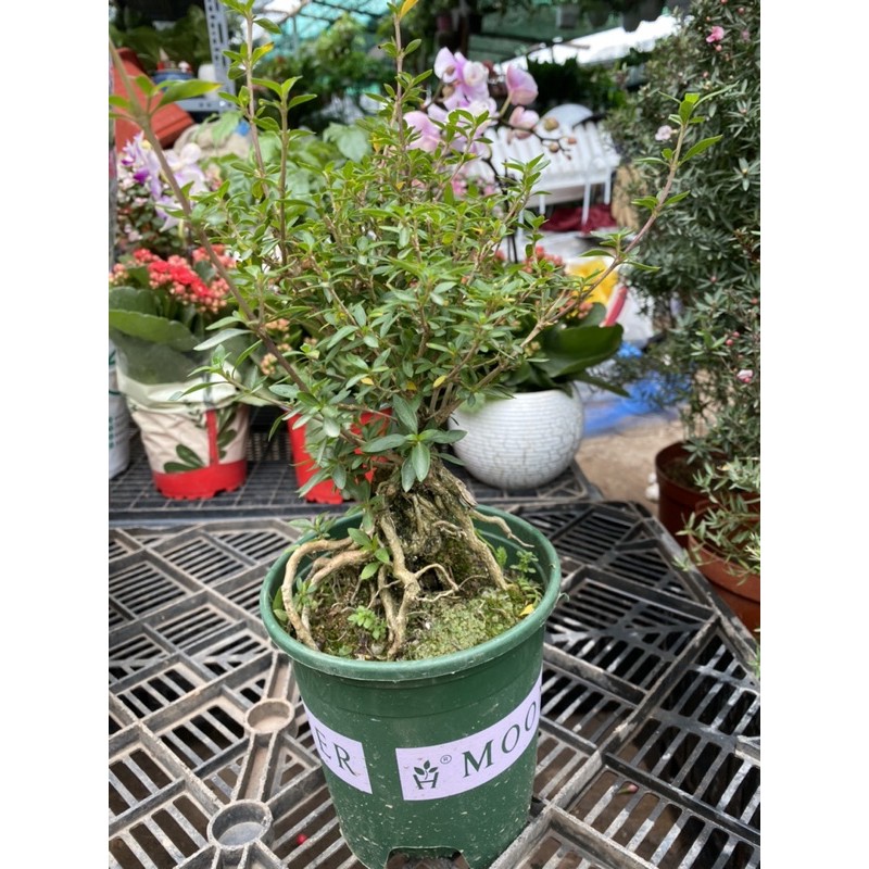Cây bạch tuyết mai bonsai bao đẹp luôn ah