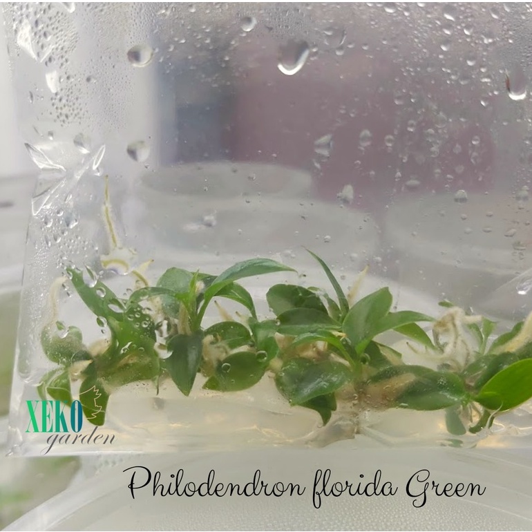 TRẦU BÀ ÉN XANH  - cây mô và cây đã thuần