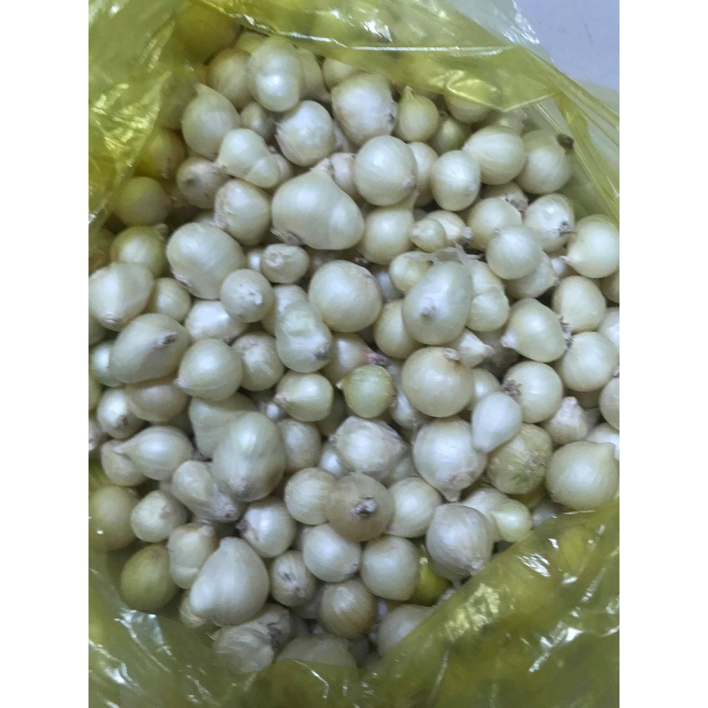 Củ nén  Miền Trung Loại 1 - 500g