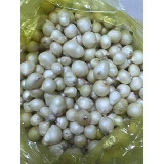 Củ nén (hành tăm) Miền Trung Loại 1 - 500g