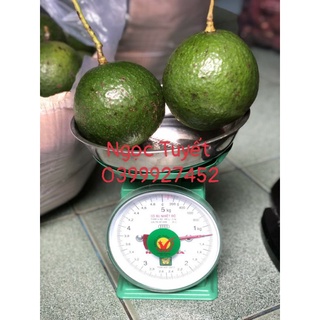 1Kg Bơ Booth ( Bơ Trái Tròn to)