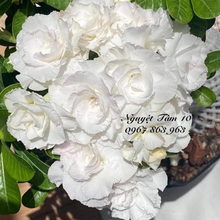 Phân Bón Quốc Thái