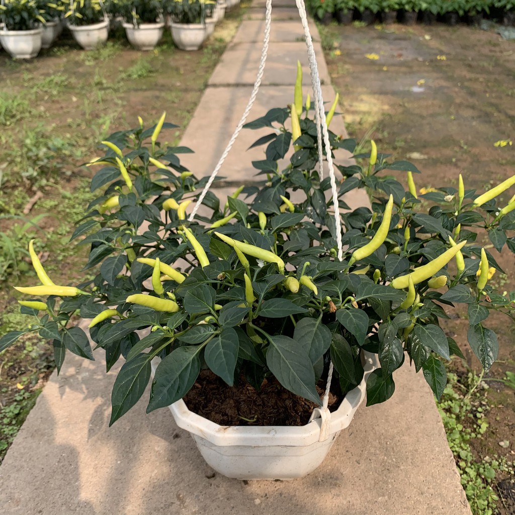 Chậu ớt cảnh treo bán kính 30cm, cây ra quả quanh năm và cực sai quả, cây cảnh trang trí sân vườn và treo tường