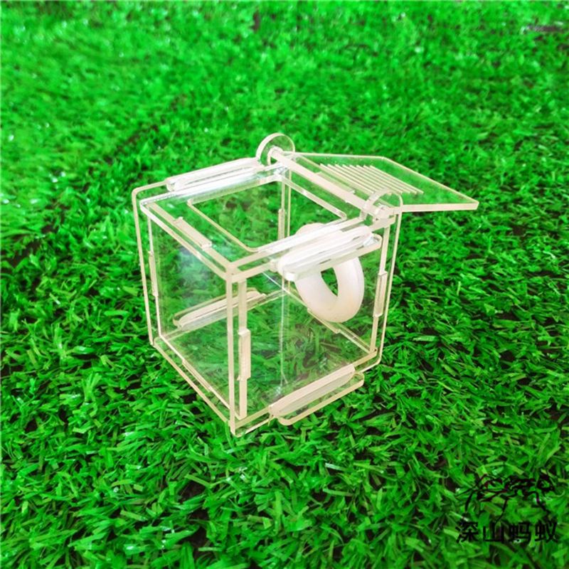 Hộp nuôi kiến/ côn trùng bằng kính acrylic mini tiện dụng