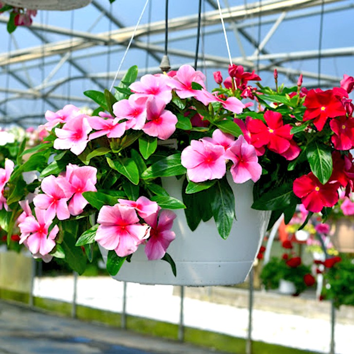 Hạt giống hoa dừa cạn rũ F1 - Vinca Pink F1