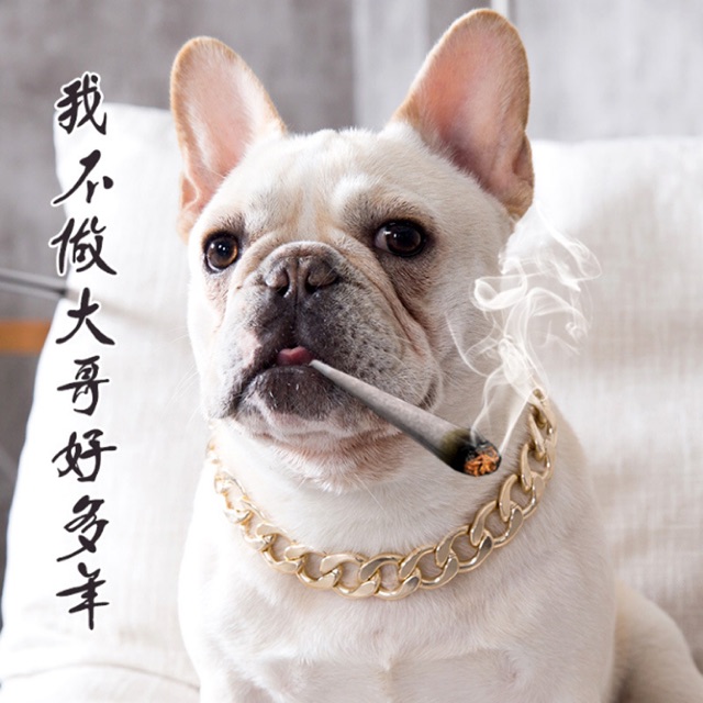 Vòng cổ mạ vàng cho cún