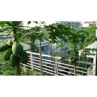 Cây giống Đủ Đủ... thái ruột vàng siêu trái