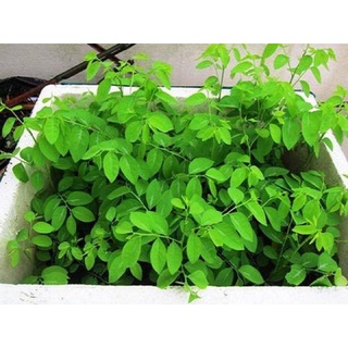 hạt giống rau ngót 30 hạt