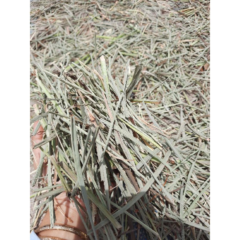 SẢ KHÔ GỘI ĐẦU TỐT CHO TÓC. 100GR
