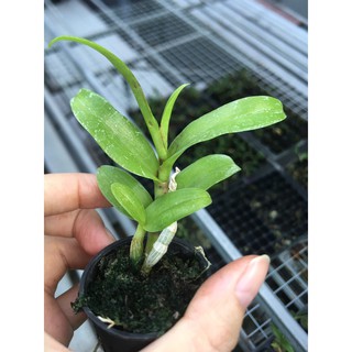 Phi Điệp Hòa Bình thân cực tím cốc giống