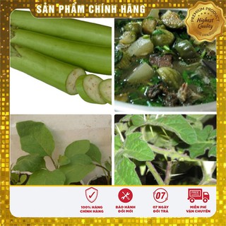 Hạt giống cà xanh lai F1 ( Qủa dài ngon năng suất)