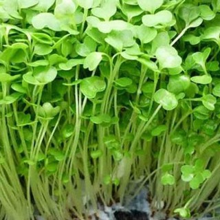 Hạt giống Rau Mầm ( Củ Cải Trắng ) 100g