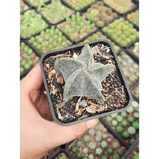 Xương rồng Astro