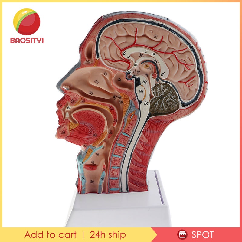 ✨Hàng sẵn sàng✨Mô hình đầu người tỉ lệ 1:1 dùng trong phòng thí nghiệm