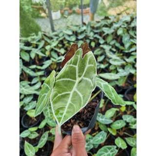Alocasia watsonniana