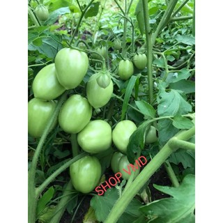 Hạt giống Cà Chua Chịu Nhiệt