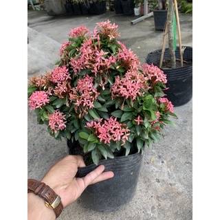 Cây Trang Thái Hồng .