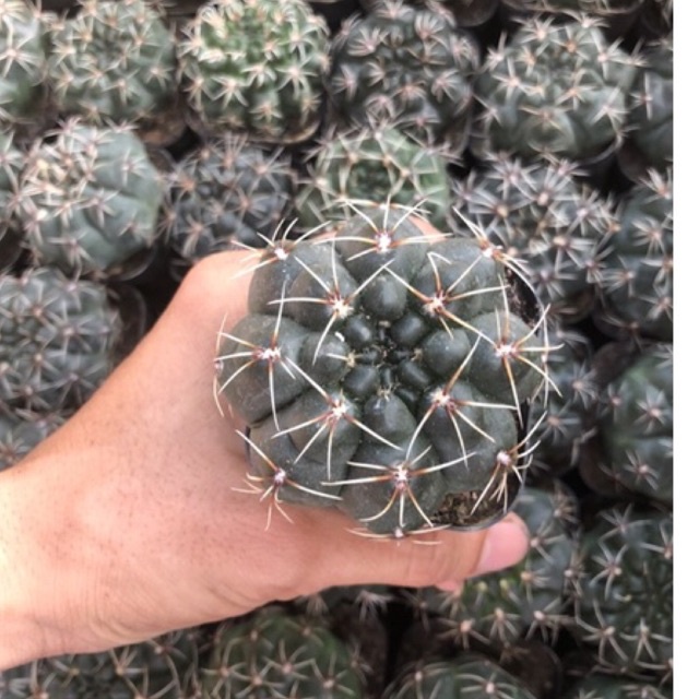 Xương rồng thần long