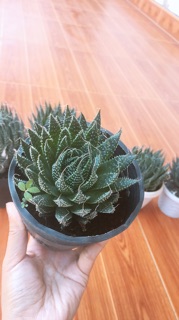 Sen đá móng rồng size trung