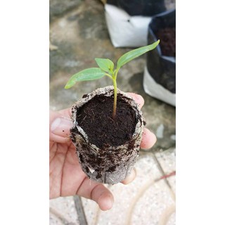 Viên nén ươm cây con  (30 viên)