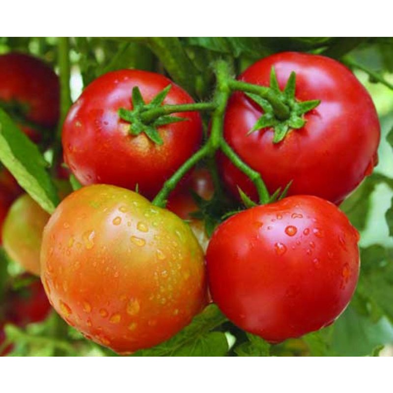 50 Hạt giống cà chua