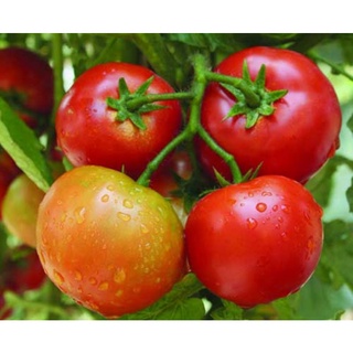 50 Hạt giống cà chua