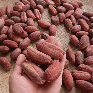 1 Kg chuối hột Lai Châu loại 1 ( Chuẩn rừng 100% )